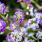 Sweet Alyssum Royal Carpet Seed Pouch