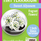 Flowering Tiny Terrariums Bundle - 1 each of 6 Varieties