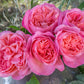 Parfuma Summer Romance Floribunda Rose Plant 1.5 gallon Pot
