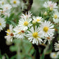 100 WHITE HEATH ASTER Prairie Ericoides Flower Seeds