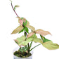 Syngonium Milk Confetti