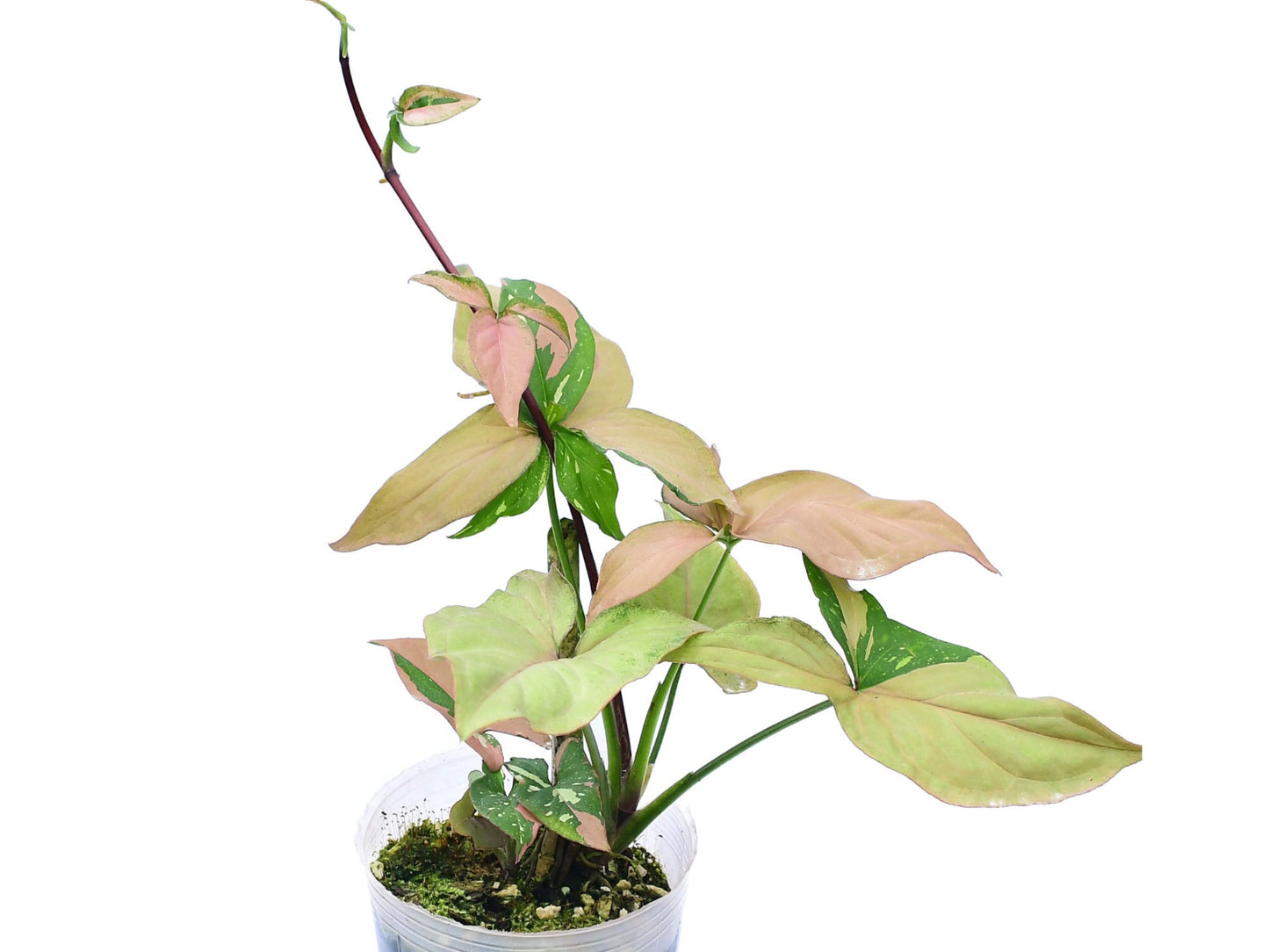 Syngonium Milk Confetti