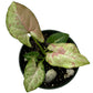 Syngonium Milk Confetti