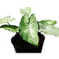 Syngonium podophyllum