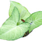 Syngonium podophyllum