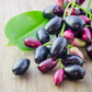 Jamun (Syzygium cumini)
