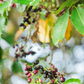 Jamun (Syzygium cumini)