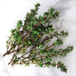 THYME Seeds