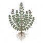 THYME Seeds