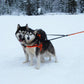 TrueLove Dog Leash TLL2371 AKA "Coupler" -Black
