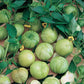 TOMATO Seeds, Tomatillo Verde