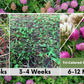 Tri-Color Clover Seed Easy Spread Shaker