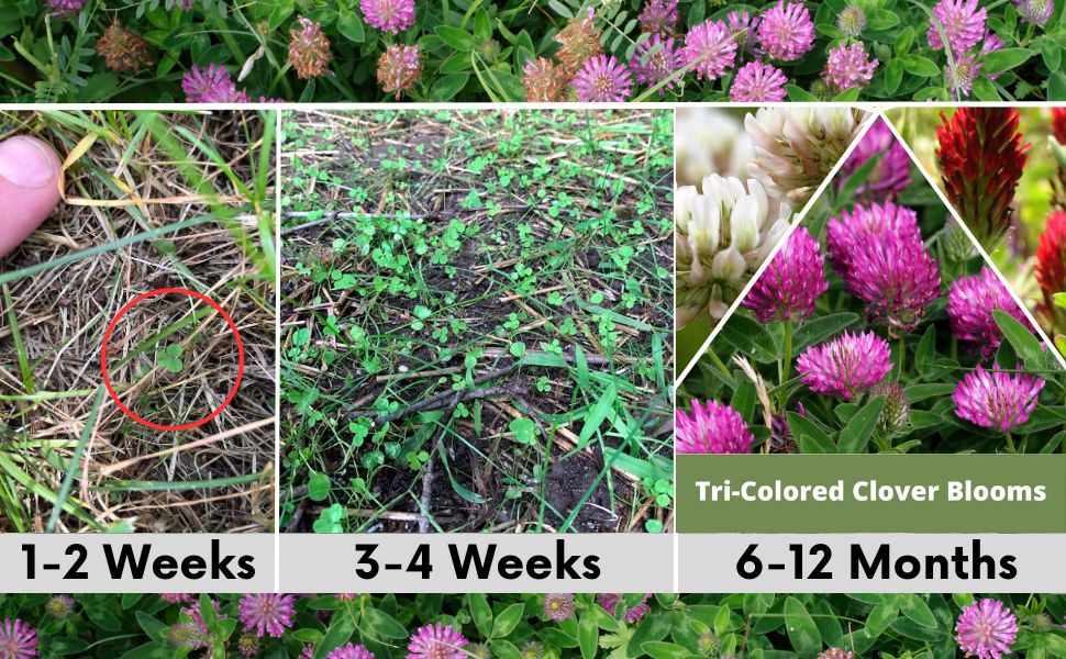 Tri-Color Clover Seed Easy Spread Shaker