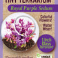 Sedum Tiny Terrariums Bundle - 1 each of 4 Varieties