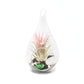 Teardrop Beach Terrariums with Black Sand