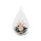 Teardrop Terrarium with Tillandsia Ionantha Fuego & Black Stones