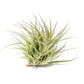 Tillandsia Tenuifolia Air Plant Clumps