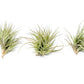 Tillandsia Tenuifolia Air Plant Clumps