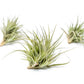 Tillandsia Tenuifolia Air Plant Clumps