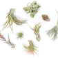 SALE - Tillandsia Air Plant Grab Bag of Premium Medium & Large Plants - Set of 10 - 50% Off