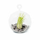 Terrarium Globe with Flat Bottom, Air Plant & Black Stones