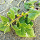 60 NEW ZEALAND SPINACH Tetragonia Tetragonioides Vegetable Greens Seeds