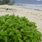 60 NEW ZEALAND SPINACH Tetragonia Tetragonioides Vegetable Greens Seeds