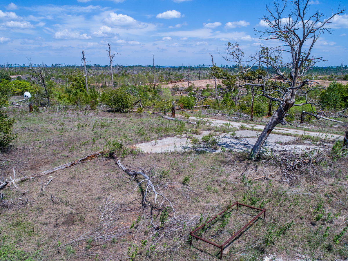 Planta un árbol para alguien en Texas - Árboles conmemorativos y de homenaje