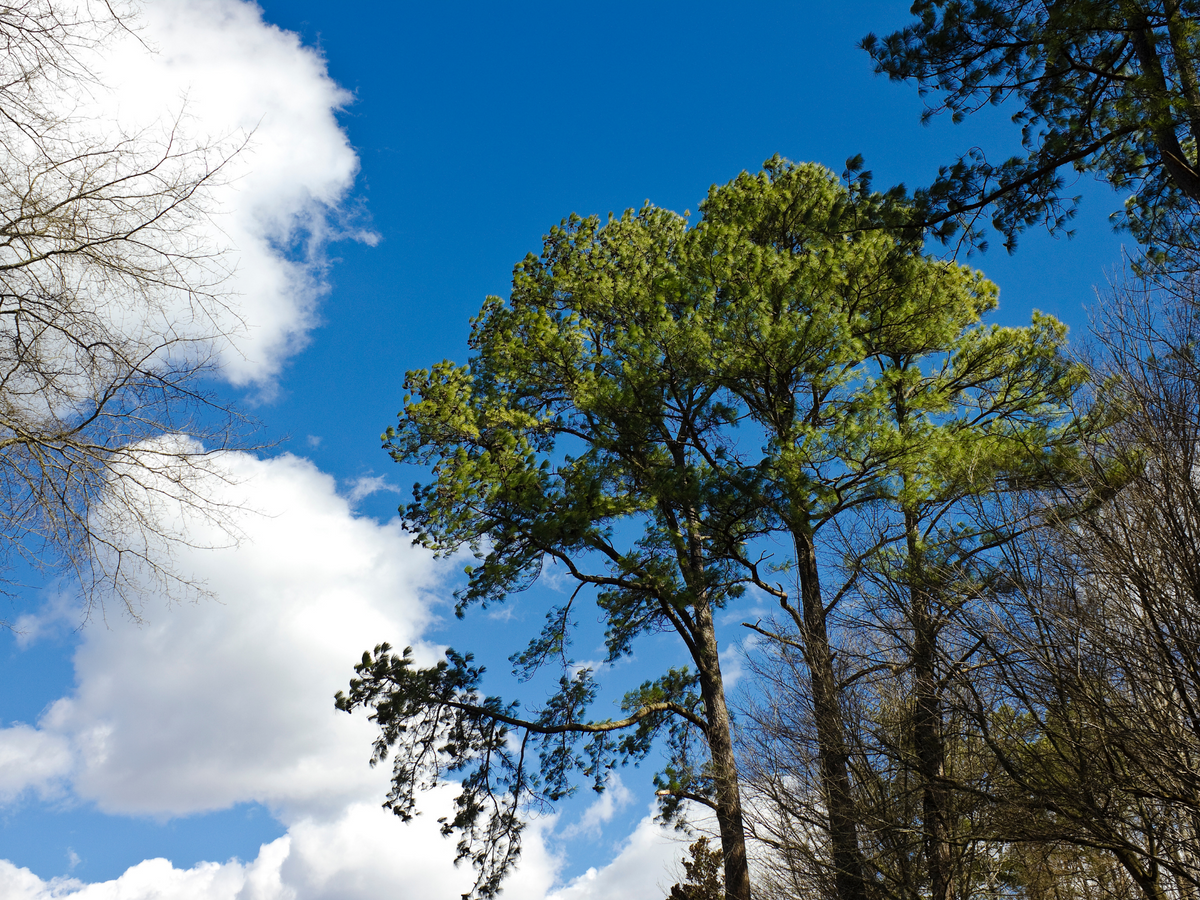 Planta un árbol para alguien en Texas - Árboles conmemorativos y de homenaje