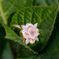 The Full Bloom Ring