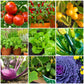 The Old Farmer's Almanac Tomato & Vegetable Plant Food Mini Spikes