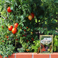The Old Farmer's Almanac Tomato & Vegetable Plant Food Mini Spikes