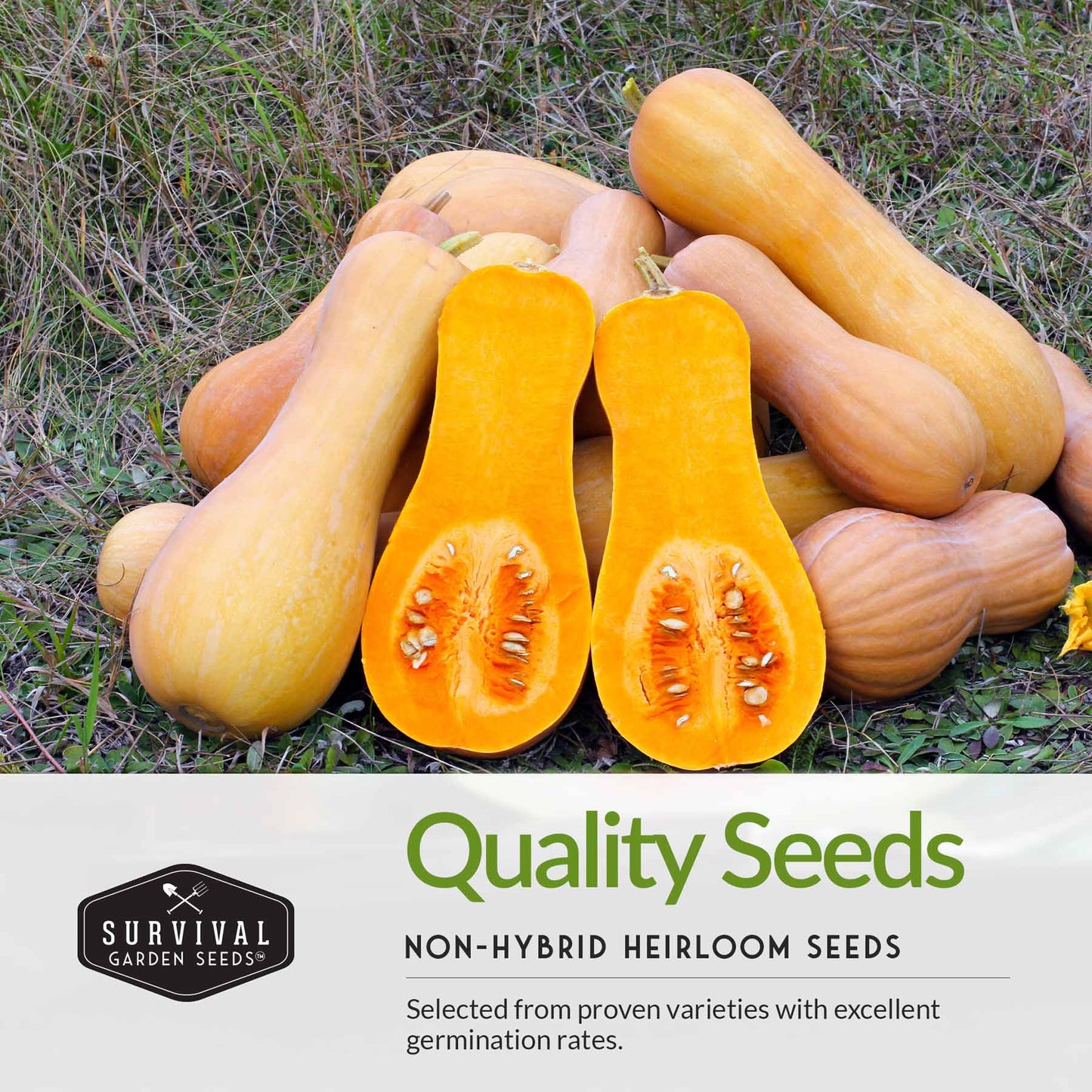 Three Sisters Seed Collection – Heirloom Corn, Pole Beans & Butternut Squash for Companion Planting