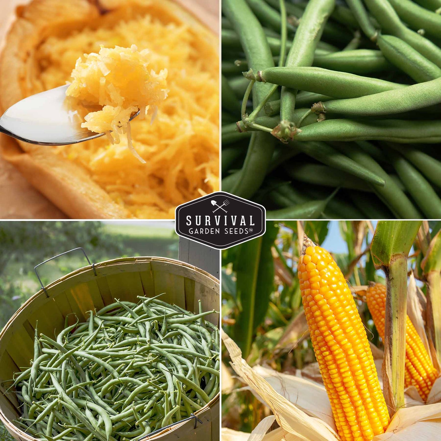 Three Sisters Seed Collection – Heirloom Corn, Pole Beans & Butternut Squash for Companion Planting