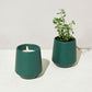 Rooted Candles