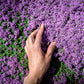 100 Walk On Me CREEPING THYME Thymus Serpyllum Herb Flower Seeds