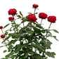 Tiamo Rose 1.5 gallon Pot