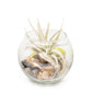 Tillandsia Harrisii Air Plant Bubble Bowl Terrarium