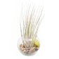 Tillandsia Juncea Air Plant Bubble Bowl Terrarium