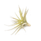 SALE - Tillandsia Aeranthos - Clavel del Aire - "Carnation of the Air" Air Plants