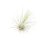 Tillandsia Argentea Thin Air Plants