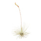 Tillandsia Argentea Thin Air Plants