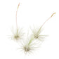 Tillandsia Argentea Thin Air Plants