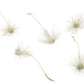 Tillandsia Argentea Thin Air Plants