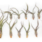 SALE - Tillandsia Baileyi Air Plants - Set of 5 or 10 - 50% Off