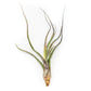 SALE - Tillandsia Baileyi Air Plants - Set of 5 or 10 - 50% Off