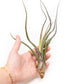 SALE - Tillandsia Baileyi Air Plants - Set of 5 or 10 - 50% Off
