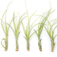 Tillandsia Balbisiana Air Plants