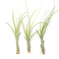 Tillandsia Balbisiana Air Plants