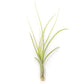Tillandsia Balbisiana Air Plants